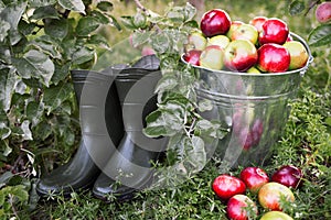 Morning organic apple orchard harvest concept.