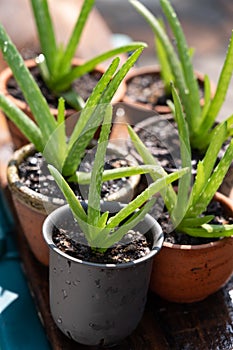 Morning outdoor activity to watering aloe vera pot plant