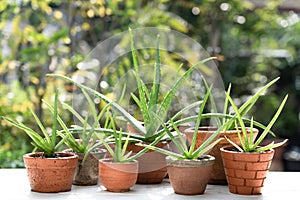 Morning outdoor activity to watering aloe vera pot plant