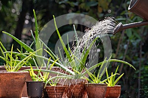 Morning outdoor activity to watering aloe vera pot plant