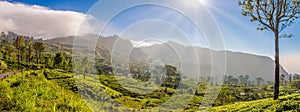 Morning panoramic view at the Tea plantations near Haputale on Sri Lanka