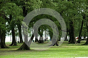 The Morning park landscape