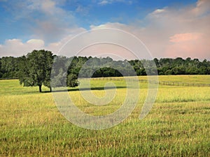 Morning pasture photo