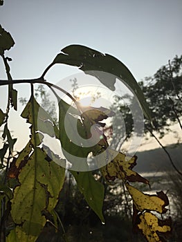 Morning pic of sun between green leaf