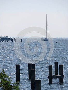 Morning pilings with sailboat