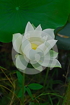 Morning in the pool of white lotus leaves, large green leaves dew drops on the lotus.