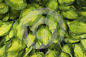 Morning rain drops on green hosta leaves