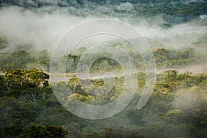 The Morning rain forest in Amazonic jungle, Ecuador