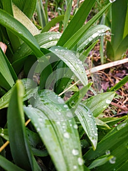 Morning rain on iris leaves