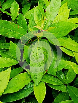 Morning rain on the leaves