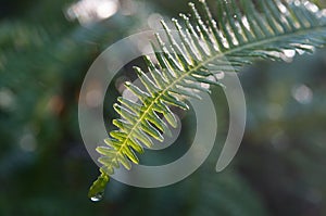 Morning - Raindrop on Fern