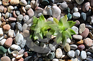 Morning ray of sun illuminates two young strong plants, sprouted over pebble stones