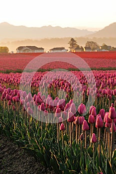 Morning in the Red Tulips Field