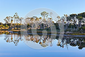 Morning Reflection at Big Talbot Island, Florida photo