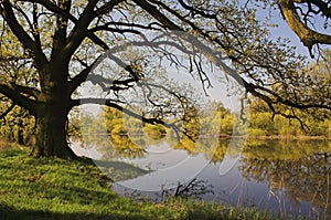 Mattina sul un fiume 