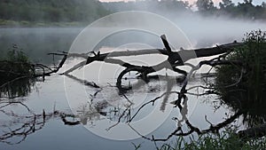 Morning on the river early morning reeds mist fog