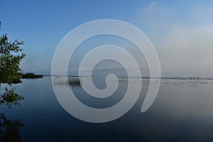 Morning river in fog, tree branches hanging low over the water, reeds