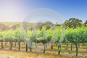 Morning rows of grapevines