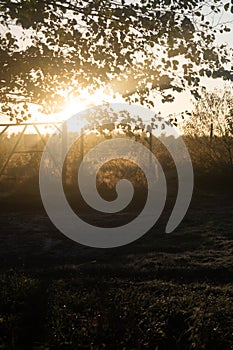 Morning\'s First Light: Sunrise Through Silhouetted Leaves