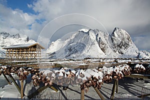 Morning in Sakrisoy at the Lofoten, Norway