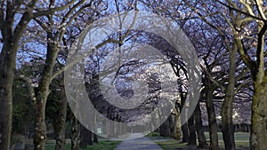 Morning scene of cherry blossoms arcade with twitter of birds in a park in Tokyo