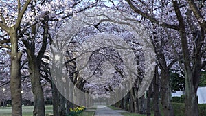 Morning scene of cherry blossoms arcade with twitter of birds in a park in Tokyo