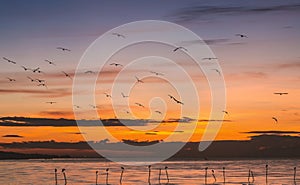 Morning scene of flying seagulls