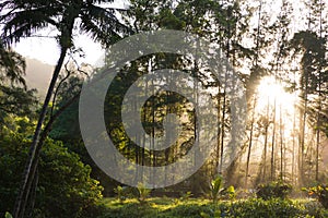 Morning scene of golden sunlight shining through tall trees in natural parkland