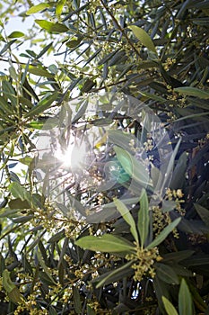 Morning scene of Olive tree in blossom on organic plantation. Close up. Natural background