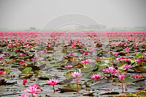 Morning scene of Red Lotus Lake or Talay Bua Daeng in Udon Thani, Thailand