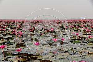 Morning scene of Red Lotus Lake or Talay Bua Daeng in Udon Thani, Thailand