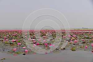 Morning scene of Red Lotus Lake or Talay Bua Daeng in Udon Thani, Thailand