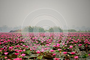 Morning scene of Red Lotus Lake or Talay Bua Daeng in Udon Thani, Thailand