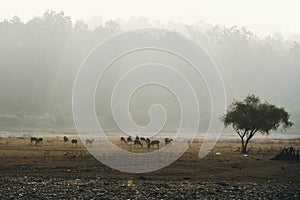 Morning Scene with Sambar Deer in Bandipur National Park