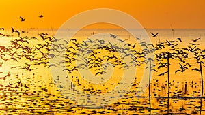 Morning scene of silhouetted flying seagulls over sea surface