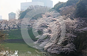 Morning scenery of amazing cherry blossom trees  Sakura  blooming vibrantly on the green grassy bank of a canal