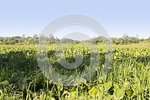 Morning scenery of a Bangladeshi village. uncultivated field. photo