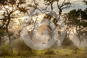 Morning scenery in Kruger National Park, South Africa