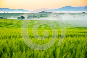 Morning scenery in nature with green wheat and wonderful sunset with mist