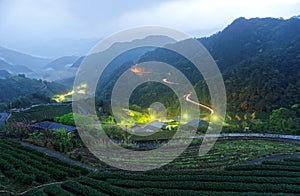 Morning scenery of tea gardens in the deep blue twilight before dawn with beautiful lights from the village in the valley