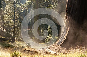 Morning in Sequoia National Park, California, USA