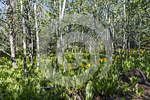 Morning Shadows in a Grove of Quaking Aspens and Yellow Muleï¿½s Ears