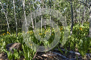 Morning Shadows in a Grove of Quaking Aspens and Yellow Muleï¿½s Ears