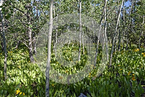 Morning Shadows in a Grove of Quaking Aspens and Yellow Muleï¿½s Ears