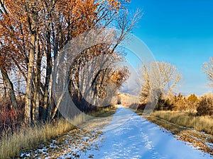 Morning Shadows on a Snowy Road