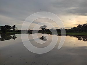 morning shine tree reflection lake