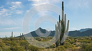 Morning shot of saguaro cactus and the ajo mnts at the organ pipe cactus national monument near ajo in arizona photo