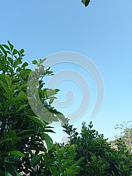 The morning sky behind the tree branches