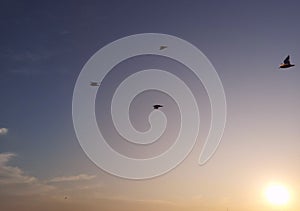 Manana el cielo a lanzar observación de aves sobre el un rio 