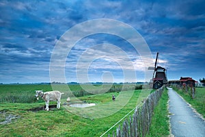 Morning sky over Dutch farm with windmill and goat